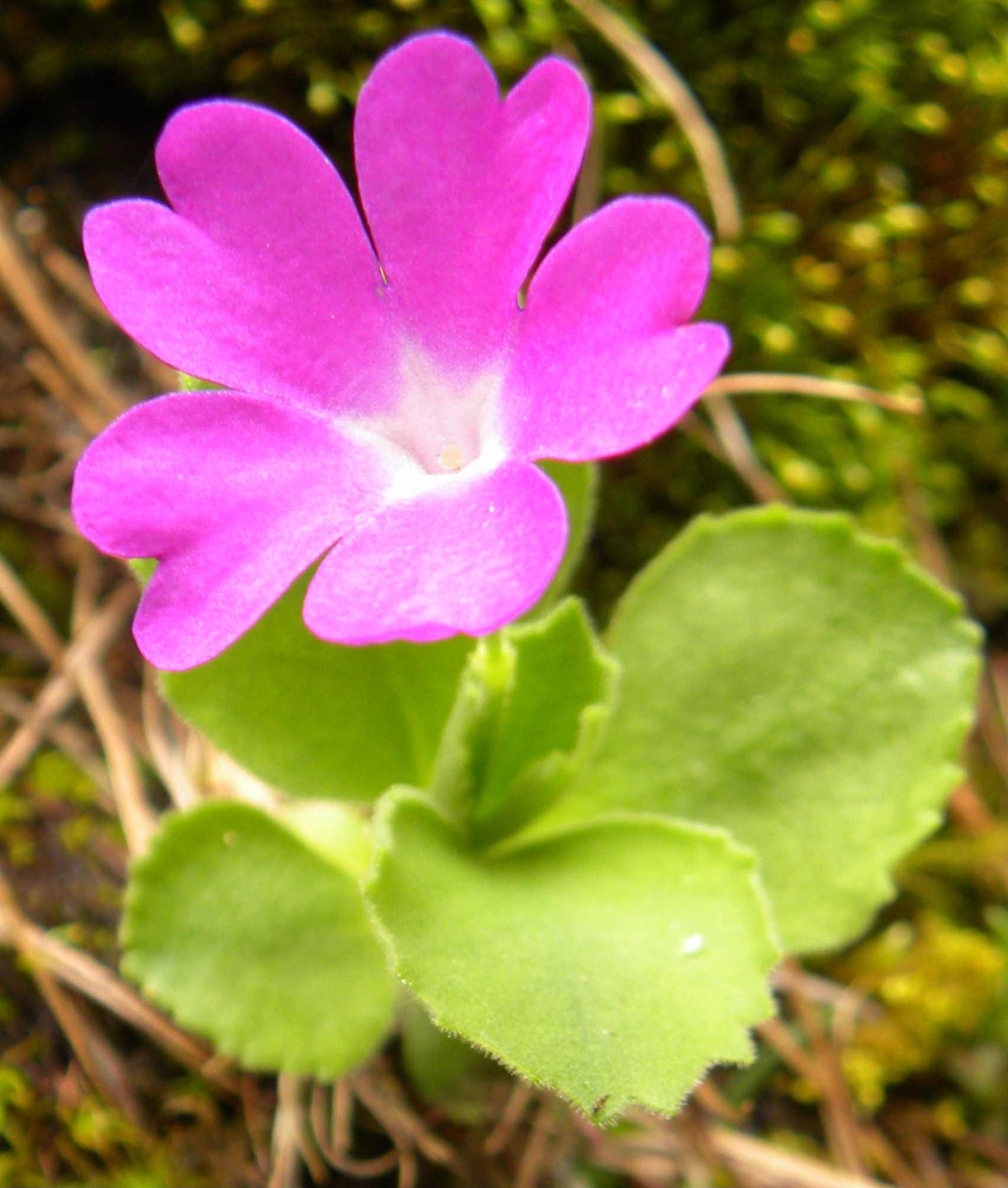 Primula hirsuta